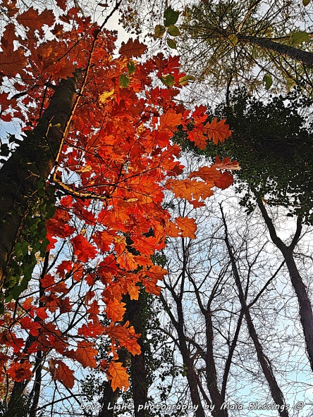 Last of Autumns leaves on fire  (November 2014)